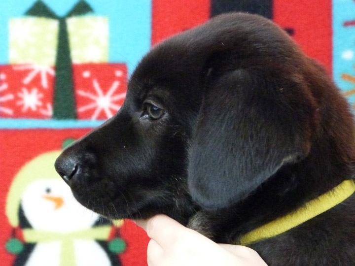 chinook puppy